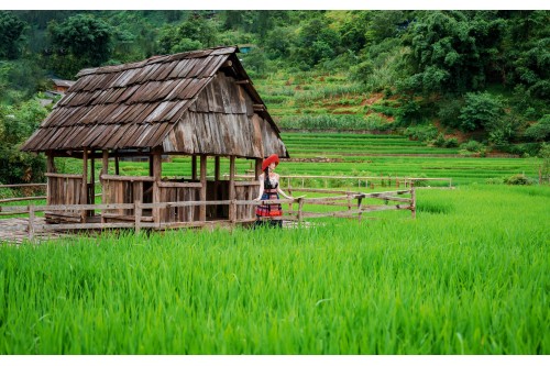 Mát mắt với những thửa ruộng bậc thang tây bắc xanh ngắt mùa lúa đang 