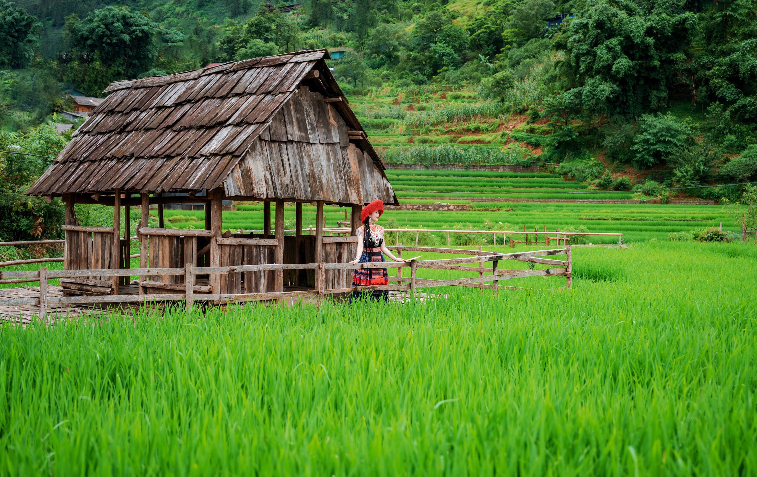 Mát mắt với những thửa ruộng bậc thang tây bắc xanh ngắt mùa lúa đang 